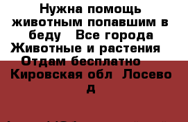 Нужна помощь животным попавшим в беду - Все города Животные и растения » Отдам бесплатно   . Кировская обл.,Лосево д.